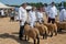 Line of Pedigree sheep with white coated owners being exhibited at agricultural show