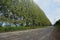 Line of pine along the damage road.