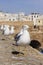 Line of sea-gull guard the fortress of Essaouira, Morocco. Essaouira is a city in the western Moroccan region on the