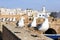 Line of sea-gull guard the fortress of Essaouira, Morocco. Essaouira is a city in the western Moroccan region on the