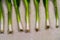 Line of seven spring onions or scallions background