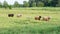 Line of Sheep Walking Through Tall Grass