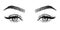 Line sketched woman eyes with long lashes and eyebrows, vector illustration.