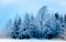 Line of snow-covered trees early in the morning on a wintery day