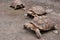 Line of Spur-Thighed Tortoises