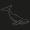 line style whale illustration on black background. Vector