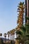 line of tall palm trees following the curve of the road