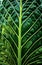 Line texture , line texture palm leaf