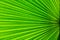 Line texture , line texture palm leaf. Green leaves plan leaf background.