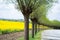 A line of traditionally pruned willow trees with a field of bright yellow flowers rapeseed in the background