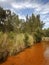 line of trees along a vibrant red creek