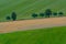 Line of trees on the bevelled field