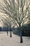 The line of trees with dry branches next to road with snow covered in the winter in retro filter,