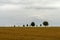 Line of trees on the horizon above a tilled farm field and under an overcast sky