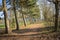 Line of trees in a park with a pathway