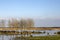 A line of trees in a wetland, aquatic plants at the Naardermeer in the Netherlands