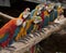 The line up of multi colored parrot