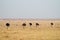 Line up of ostriches birds walk into the savanna of Amboseli National Park Kenya Africa