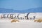 Line up of retro style picnic rest area tables and structures inside of White Sands National Park in New Mexico