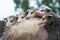 Line Up of Virginia Opossum Didelphis virginiana Joeys on Mothers Back Summer