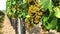 Line of vine trunks with white grape berries in vineyard