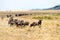 Line of Wildebeest Running in Africa