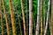 A line of withered bamboos