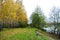 Line of yellow birches forest near river bank