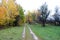 Line of yellow birches in the hills on the edge of the road