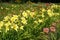 Line of yellow flowers of Hemerocallis fulva
