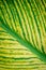 Line of yellow green surface detail of nature leave in summer garden natural exotic background