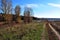 Line of yellow poplar trees in the hills on the edge of the road