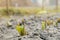 A line of young tulips sprouts in a garden in the early spring