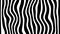 Line zebra movement animation background looped