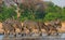 Line of Zebras drinking from a waterhole, with one keeping a look out