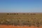 Line of Zebu cattle grazing in Madagascar