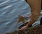 Linear Carp fish being released carefully into lake by anonymous angler