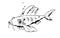 Linear drawing of fish. Fashion tattoo. Vector. Outline drawing. Hipster style. Figure on T-shirt