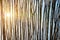 Linear pattern of tree branches and sun behind