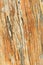 Linear patterns in petrified wood close up