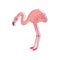 Linear vector illustration of pink flamingo, side view. Tropical bird with long legs and neck. Wildlife theme