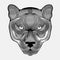 Lineart illustration puma head black and white color