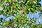 Lineated Barbet bird Megalaima lineata enjoy eating fruit of banyan tree