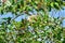 Lineated Barbet bird Megalaima lineata enjoy eating fruit of banyan tree