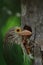 lineated barbet bird nesting in summertime, tropical rainforest, india