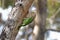 Lineated Barbet Megalaima lineata Birds nesting holes in tree