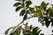 Lineated barbet, Psilopogon lineatus, in a tree