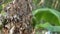 Lineated Barbet in tropical rain forest.