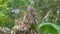 Lineated Barbet in tropical rain forest.