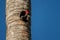 Lineated Woodpecker - Dryocopus lineatus